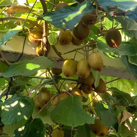 Il Nido Dei Gufi Frühstückspension Toscolano-Maderno